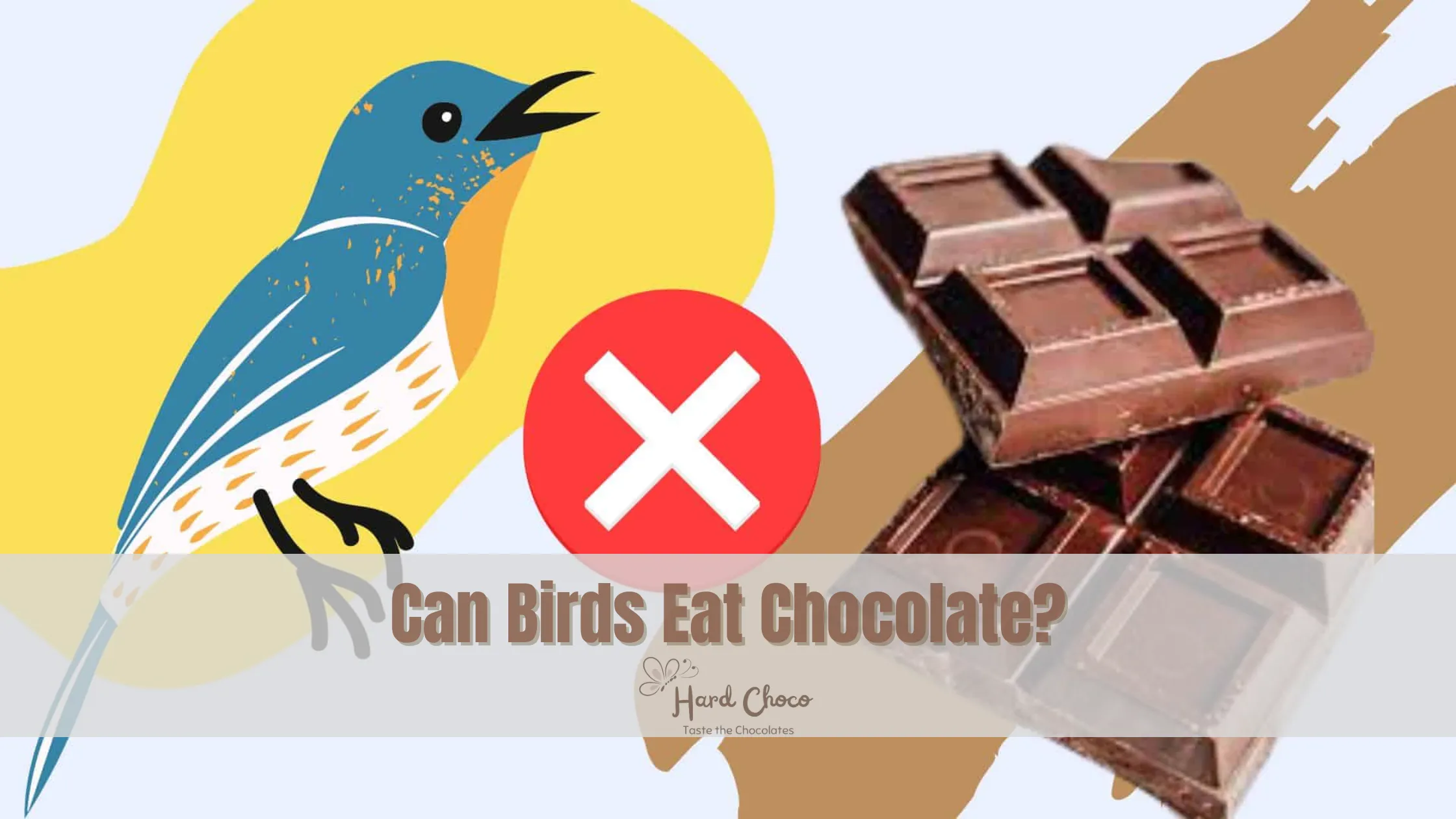 Can Birds Eat Chocolate Everything You Need To Know Hard Choco 6885