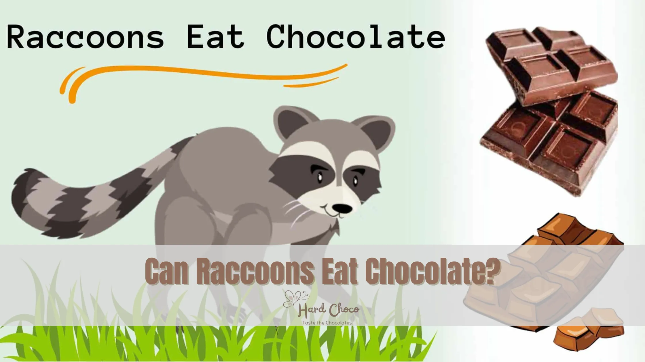 Can Raccoons Eat Chocolate