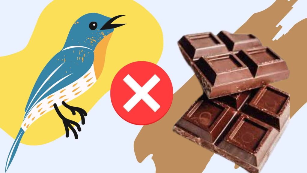 Can Birds Eat Chocolate?
