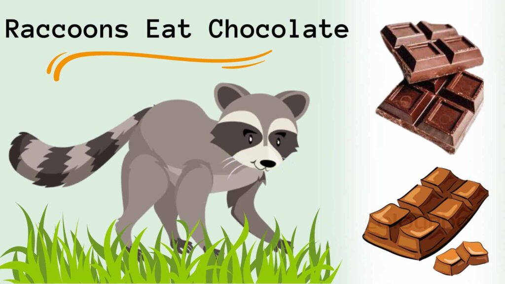 Can Raccoons Eat Chocolate?