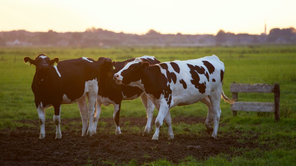 Can Cows Have Chocolate?