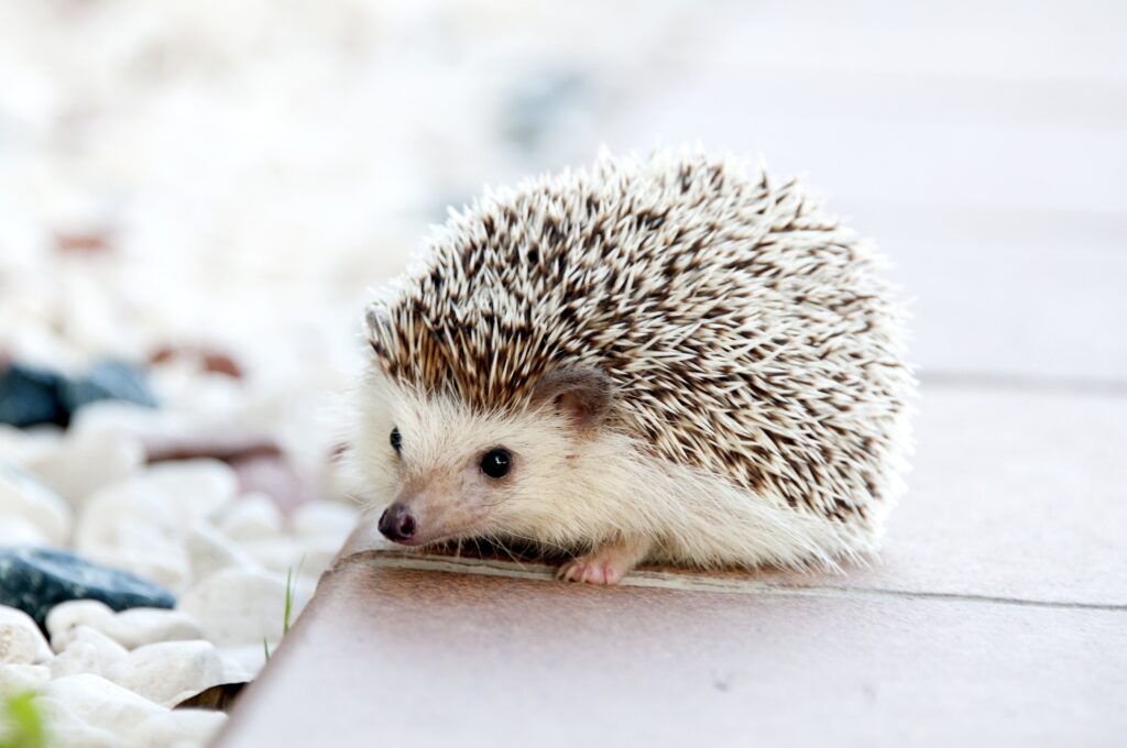 Can Hedgehogs Eat Chocolate?