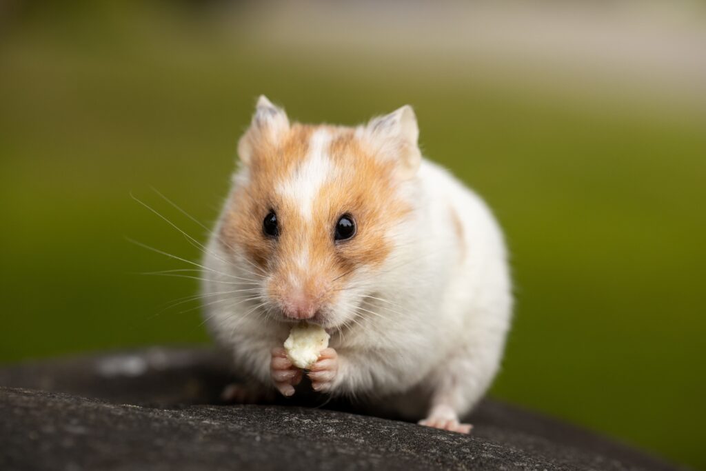 Can Hamsters Eat Chocolate?